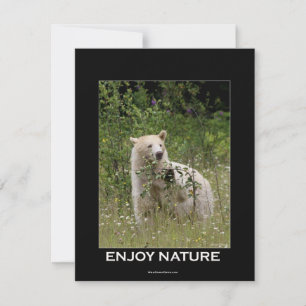 Spirit Bear Invitation Cards