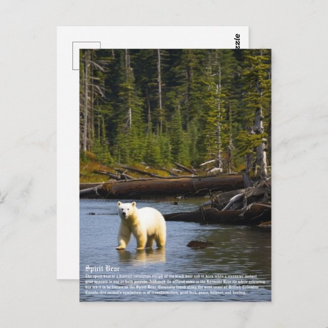 Spirit Bear Postcard (Front/Back)