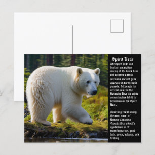 Spirit Bear Postcard