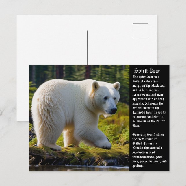 Spirit Bear Postcard (Front/Back)