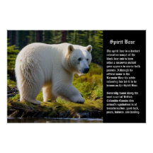 Spirit Bear