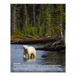 Spirit Bear Poster