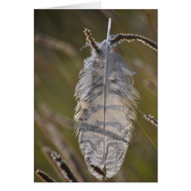 Spirit Feather Everyday (Front)