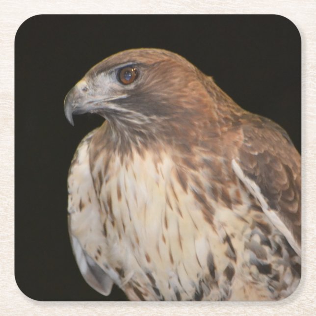 Spirit of the Hawk Square Paper Coaster (Front)