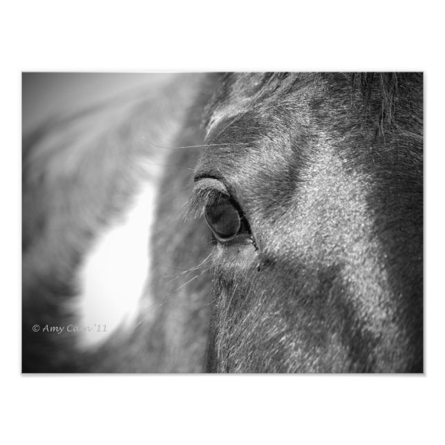 Spirit of the Horse Photo Print (Front)