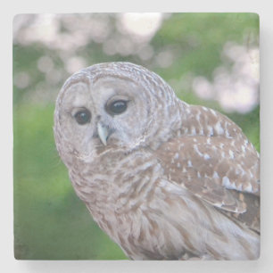 Spirit Of The Owl Stone Coaster