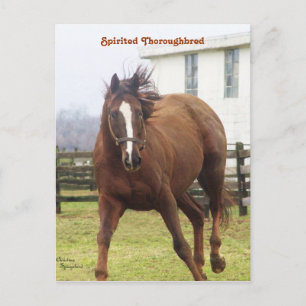 Spirited Thoroughbred Postcard