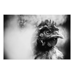 spirits and chickens 2 photo print