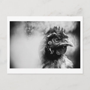 spirits and chickens 2 postcard