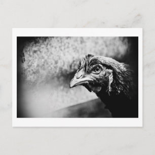 spirits and chickens postcard