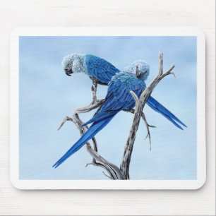 Spix Macaw gifts for the Spix lover Mouse Pad