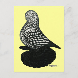 Splash Muffed Tumbler Pigeon 2 Postcard
