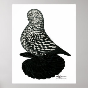 Splash Muffed Tumbler Pigeon 2 Poster