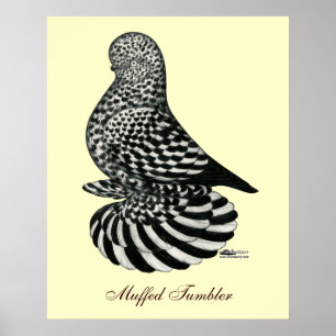 Splash Muffed Tumbler Pigeon Poster