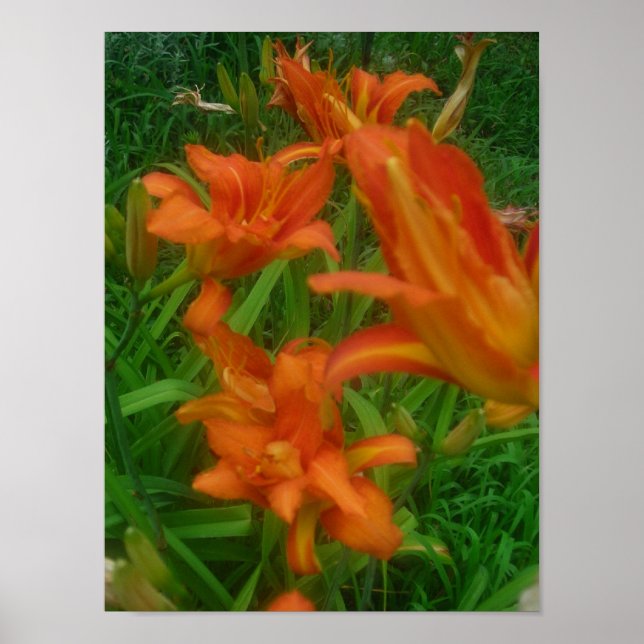 Splash of Orange Poster (Front)