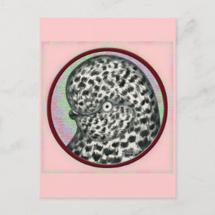 Splash Tumbler Pigeon Circle Postcard