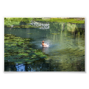 Splashing duck in a pond photo print