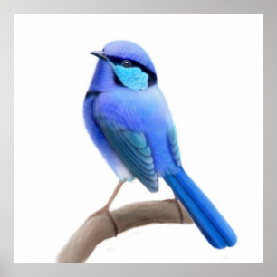 Splendid Fairy Wren Bird Print