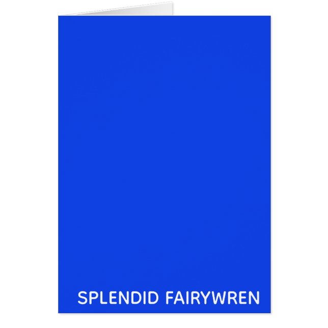 Splendid Fairywren Blue Colour Name (Front)
