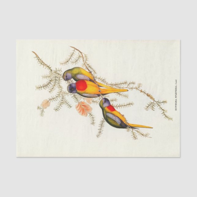 Splendid Grass-Parakeet, Decoupage Tissue Paper (Front)