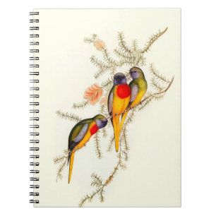 Splendid Grass-Parakeet, Vintage Notebook