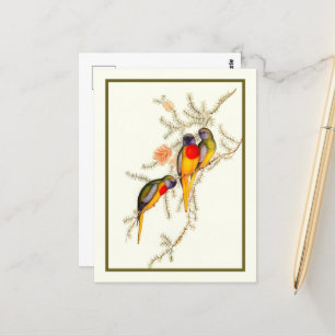 Splendid Grass-Parakeet, Vintage Postcard