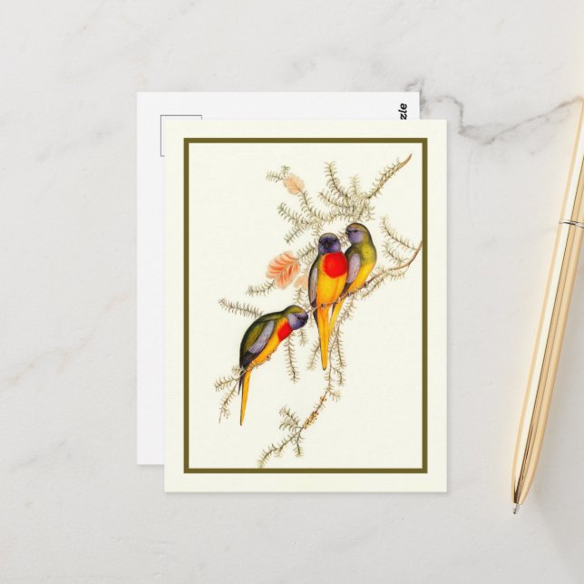 Splendid Grass-Parakeet, Vintage Postcard (Front/Back In Situ)
