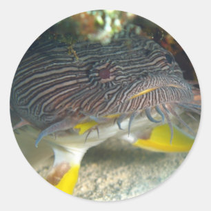Splendid Toadfish Classic Round Sticker