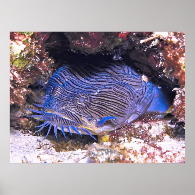 Splendid Toadfish Cozumel Poster (Front)