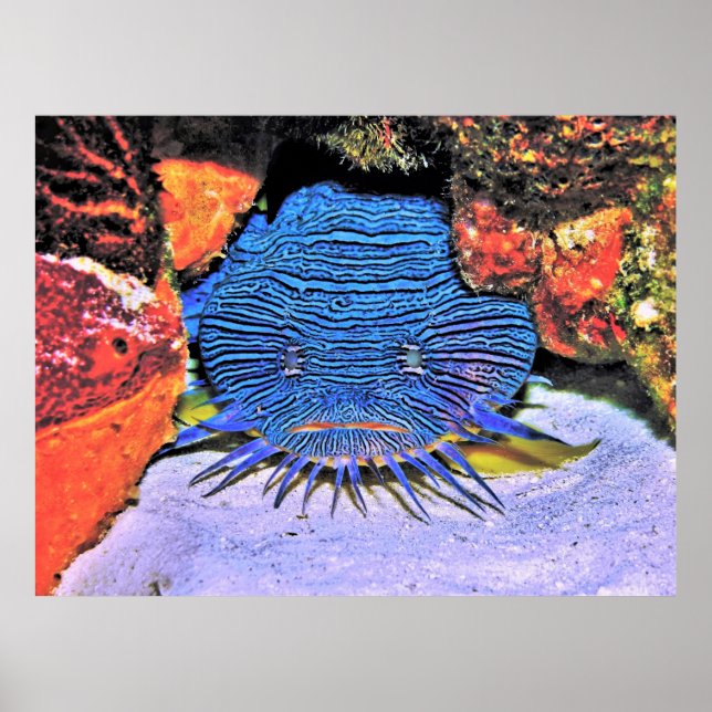 Splendid Toadfish Poster (Front)