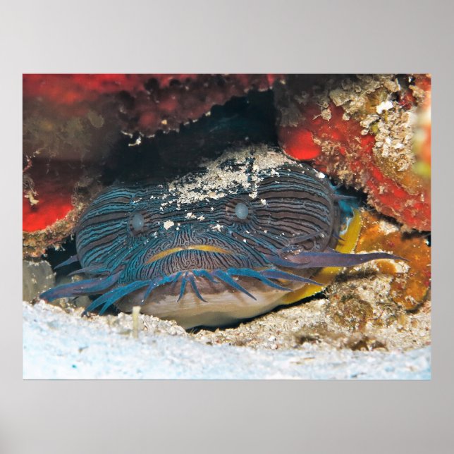 Splendit Toadfish Hiding Poster (Front)