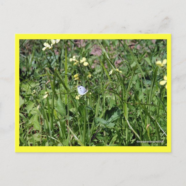 "Splendour in the Grass" Postcard (Front)