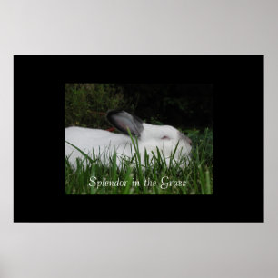 Splendour in the Grass Poster