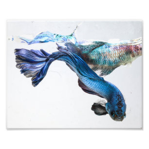 Splish Splash Betta Fish Photo Print