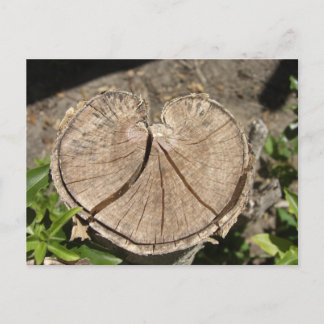 Split Heart Stump Postcard