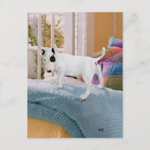 Spoiled? Bull Terrier Puppy . . . Not Postcard