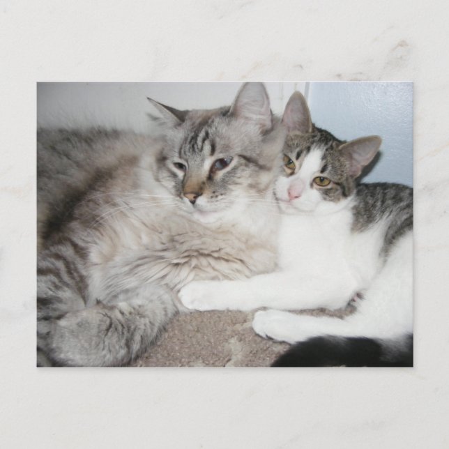 Spoiled kitties in love Card (Front)