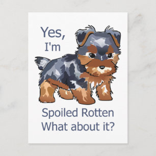 Spoiled Rotten Yorkie Postcard