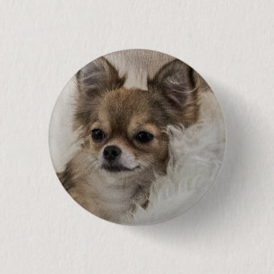 Spoilt Chihuahua Relaxing 3 Cm Round Badge