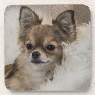 Spoilt Chihuahua Relaxing Coaster