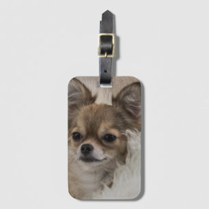 Spoilt Chihuahua Relaxing Luggage Tag