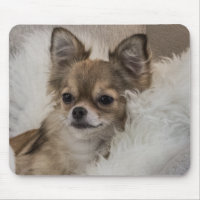 Spoilt Chihuahua Relaxing