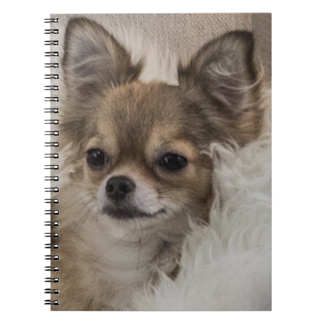 Spoilt Chihuahua Relaxing Notebook (Front)