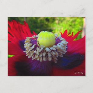 Spontaneity Postcard