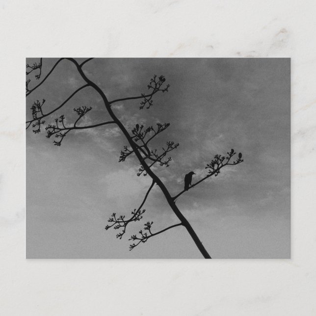 Spooky Bird on Limb Silhouette Black and White Postcard (Front)