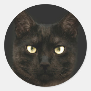 Spooky black cat classic round sticker