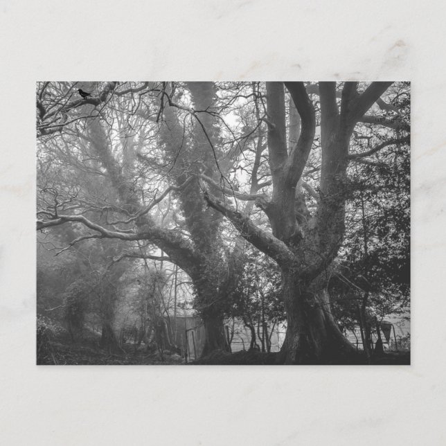 Spooky Forest Black and White Photography Postcard (Front)