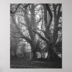 Spooky Forest Black and White Photography Poster