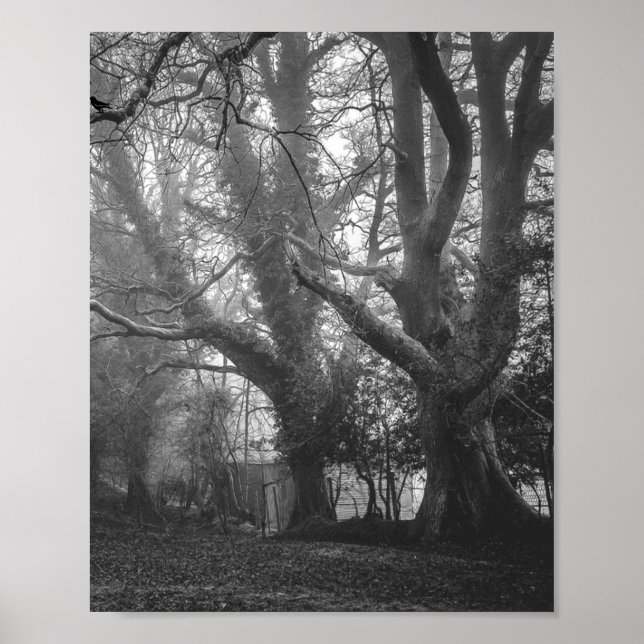 Spooky Forest Black and White Photography Poster (Front)