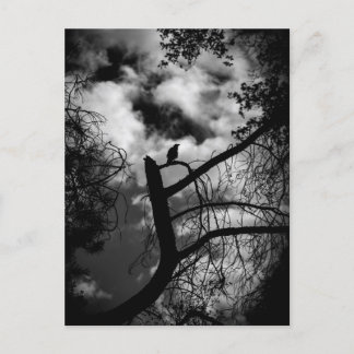 Spooky Raven in Tree Postcard